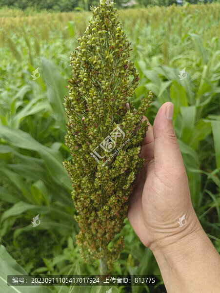拍攝高粱