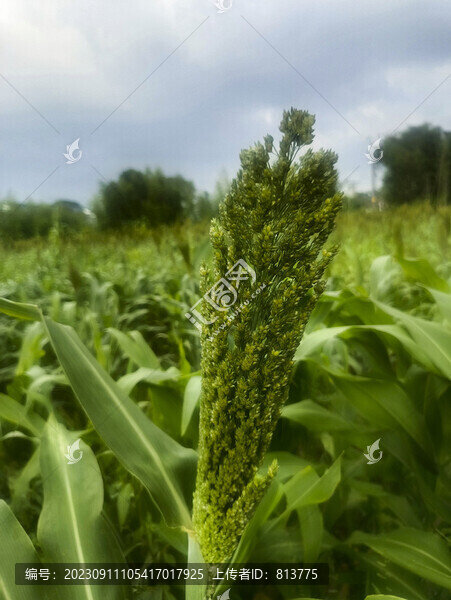 青高粱