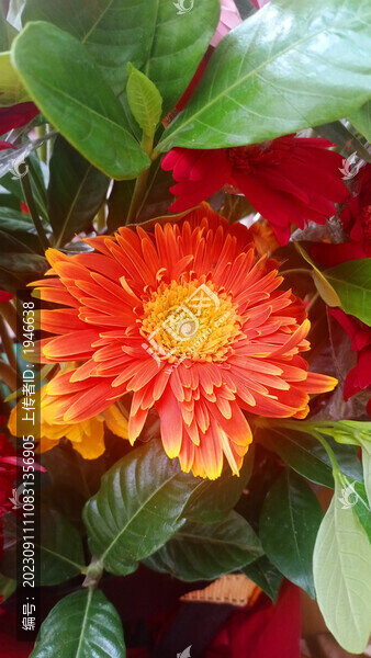 菊花