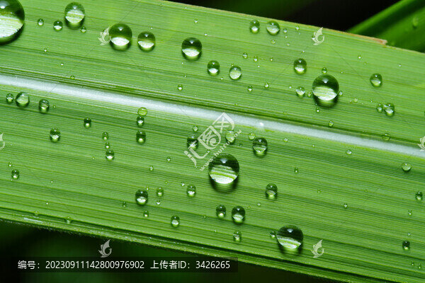 綠葉上雨滴的特寫鏡頭