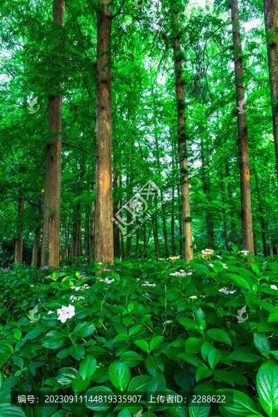 樹林
