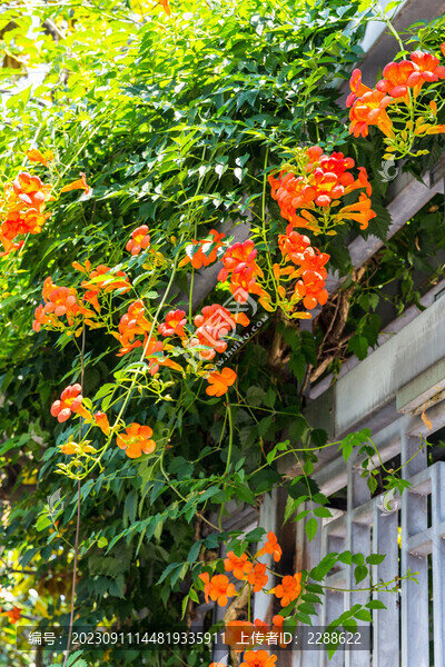 凌霄花