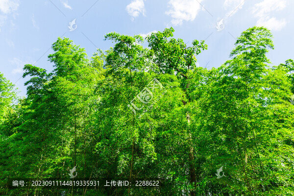 綠竹翠竹