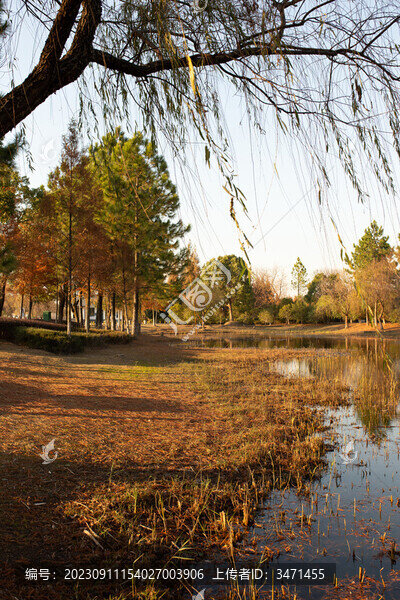 昆承湖紅杉