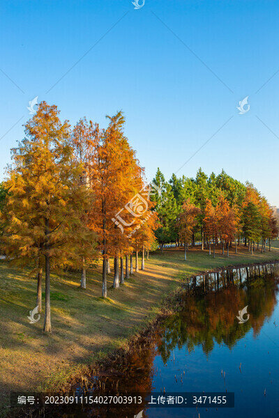 金秋紅杉