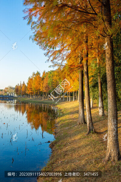 金秋紅杉
