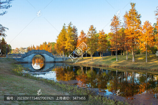 金秋紅杉