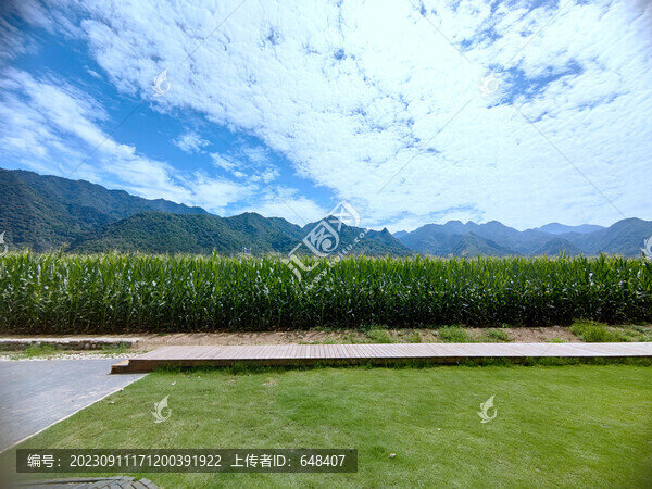 玉米地