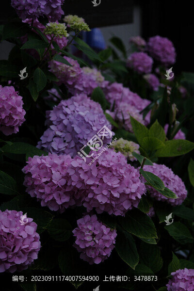 繡球花