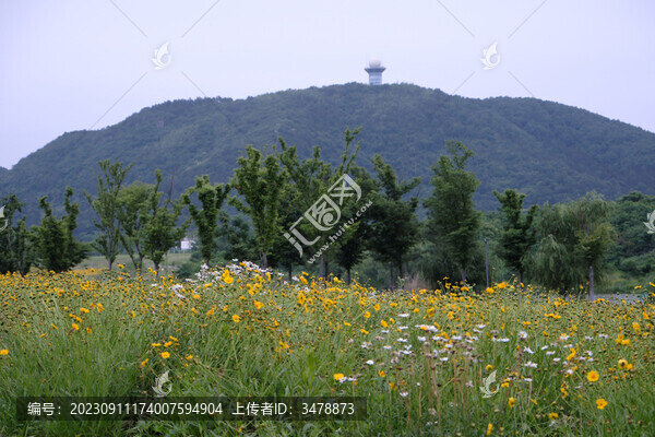 金雞菊花海