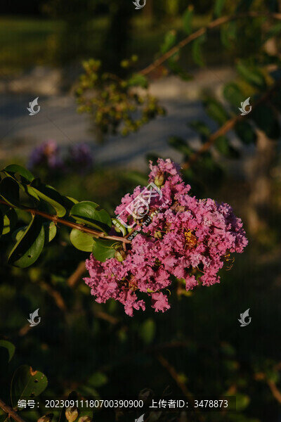 紫薇花