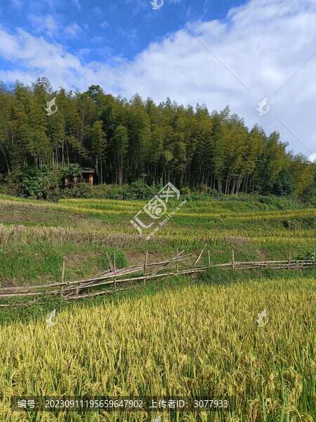 鄉(xiāng)村稻田