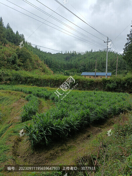 生姜種植