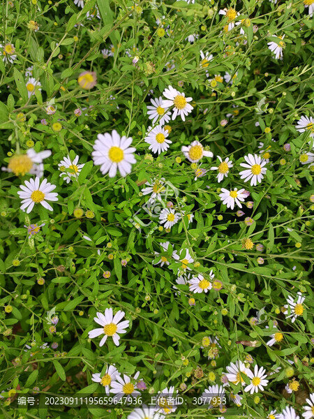 野生雛菊