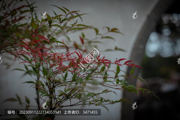 藕園