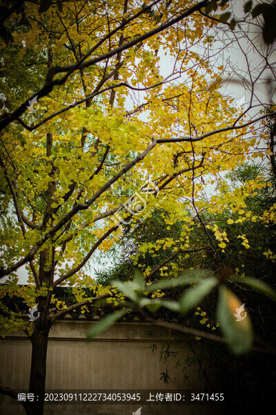藕園
