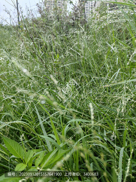 雨后草上水珠