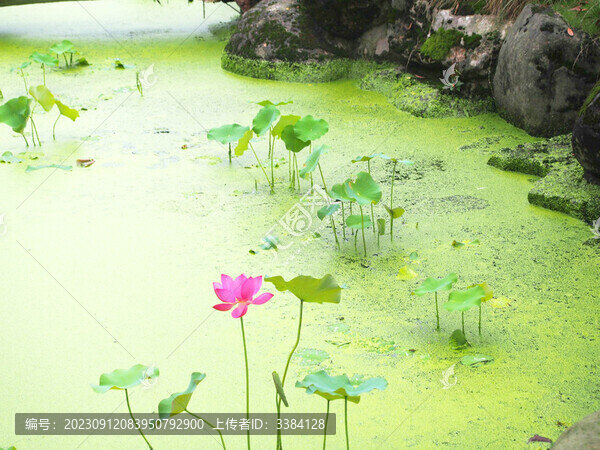 小池塘中一枝獨秀的荷花