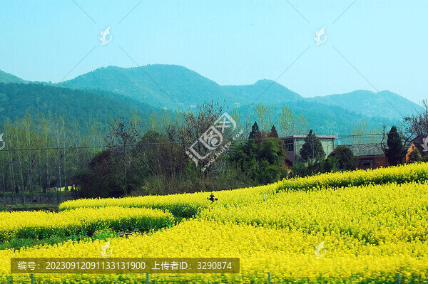 山腳下一片金色的油菜花田野