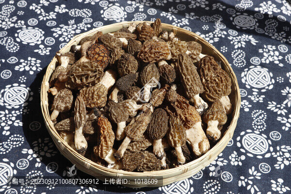 羊肚菌云南野生菌干羊肚菌