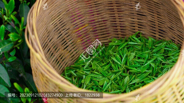 新鮮茶葉