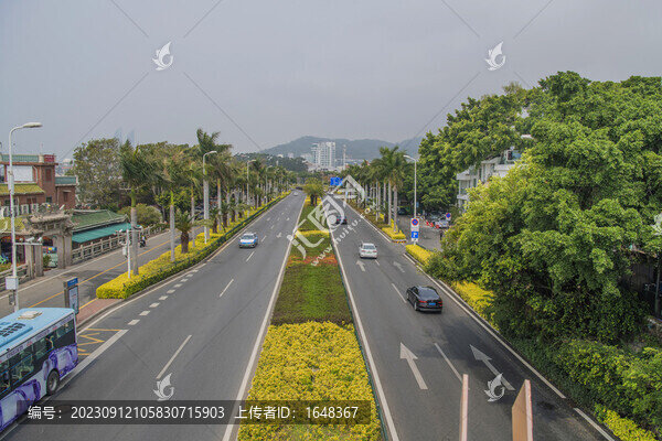 廈門環(huán)島南路公路大王椰子樹