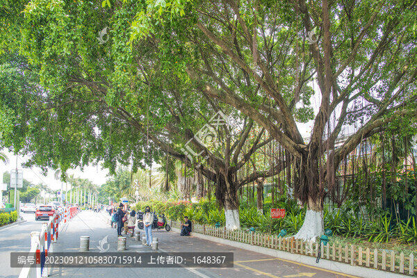 廈門環(huán)島南路公路與榕樹