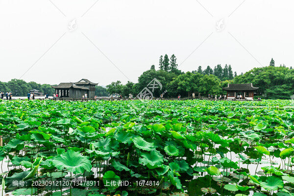 曲院風荷