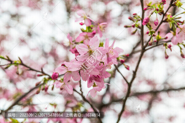 櫻花