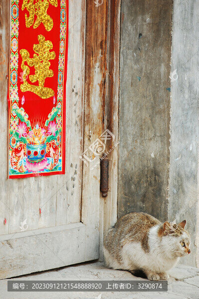 宏村西遞可愛的流浪貓