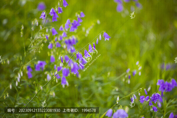 沙參