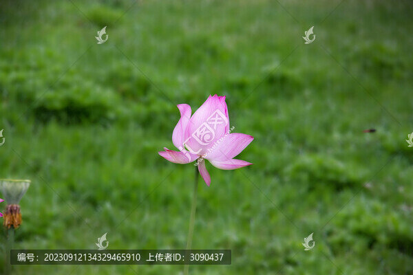 綠色草坪上的荷花