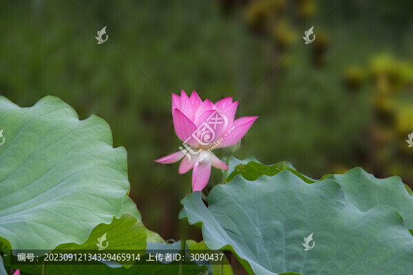荷葉荷花