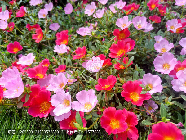 太陽花