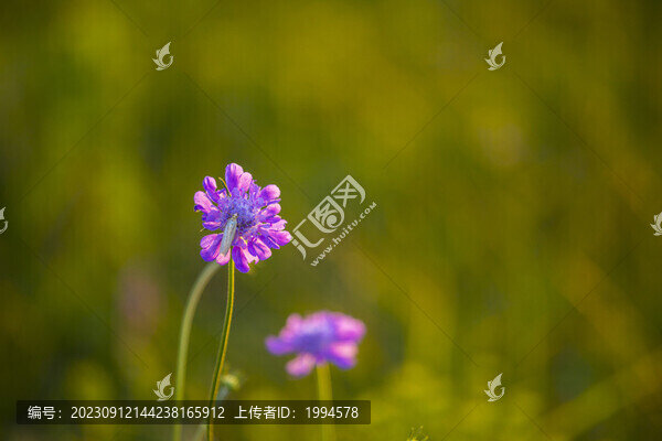 韭菜花