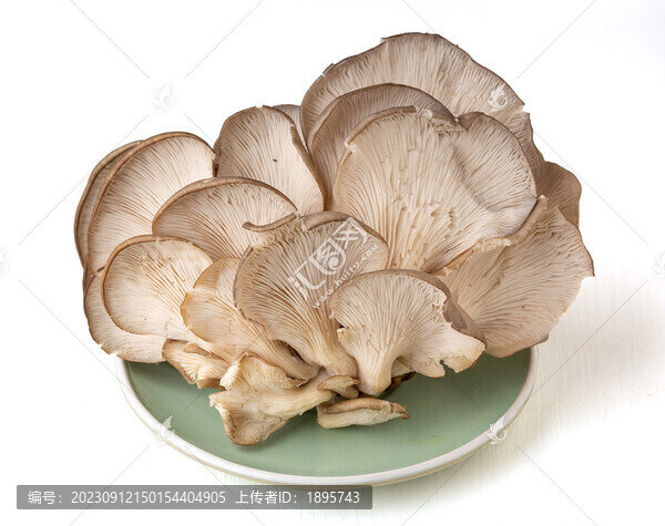 新鮮平菇