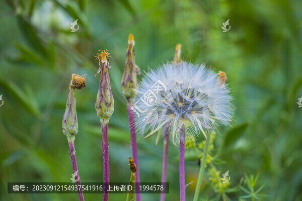 蒲公英