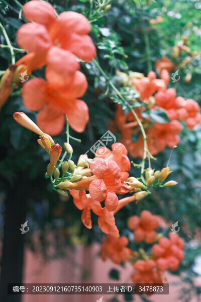 凌霄花