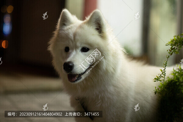 薩摩耶犬