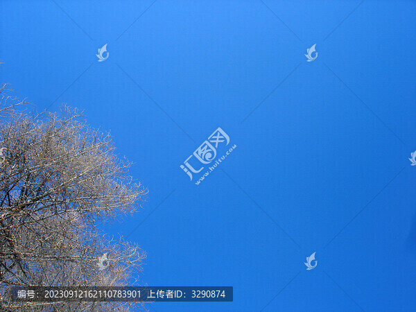 湛藍(lán)的天空和枯樹枝