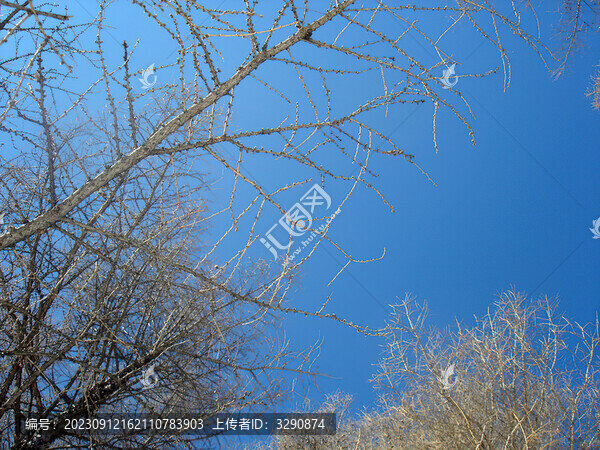 湛藍的天空和枯樹枝