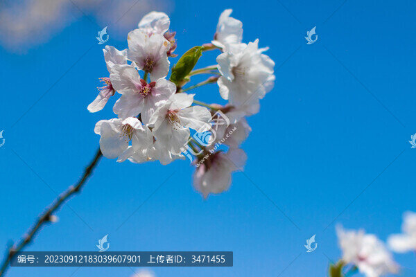 櫻花