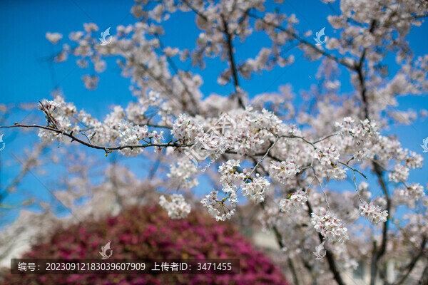 春日櫻花