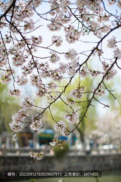 櫻花