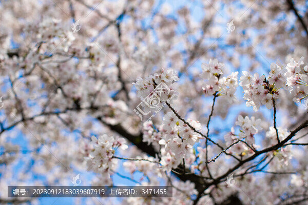 櫻花