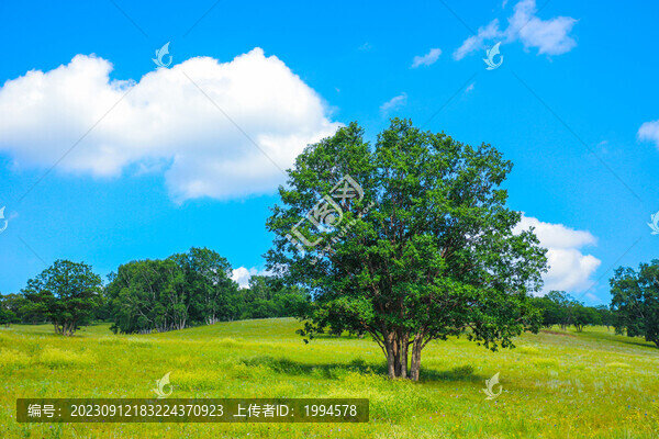樹
