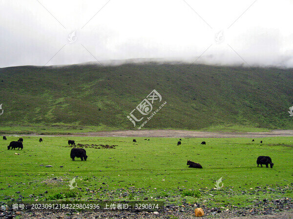 美麗的寧?kù)o的草原風(fēng)光