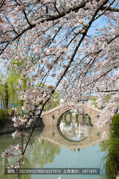 常熟櫻花季