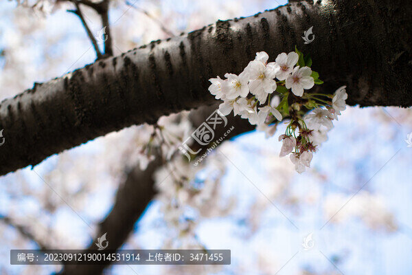 櫻花季