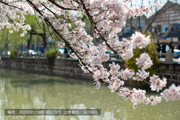 常熟櫻花季